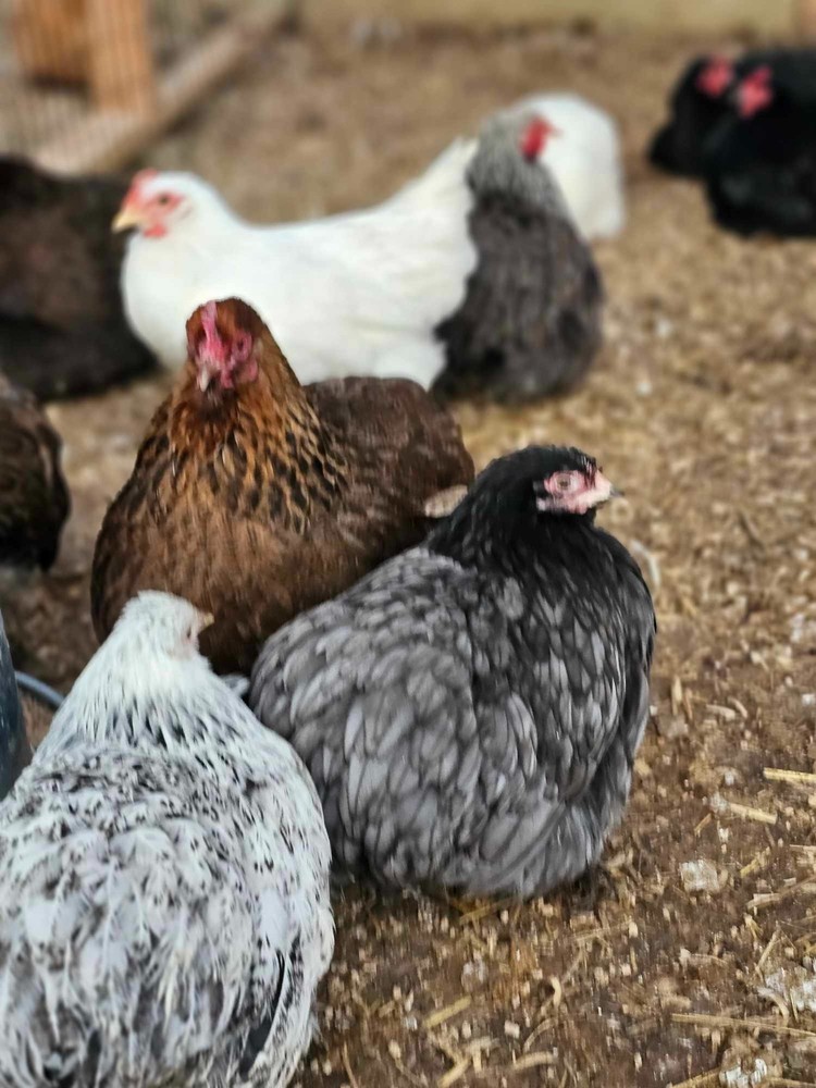 ONE DOZEN Bantam Cochin Hatching Eggs – FLUFFY SHOW LINES