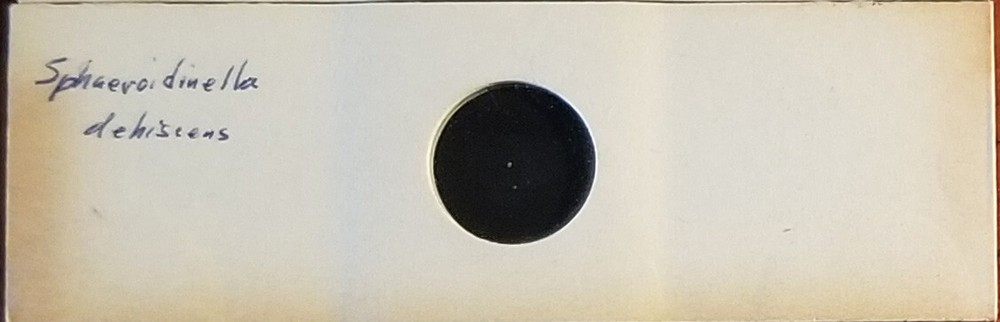 Foraminifera Sphaeroidinella dehiscens Microfossil Microscope Slide