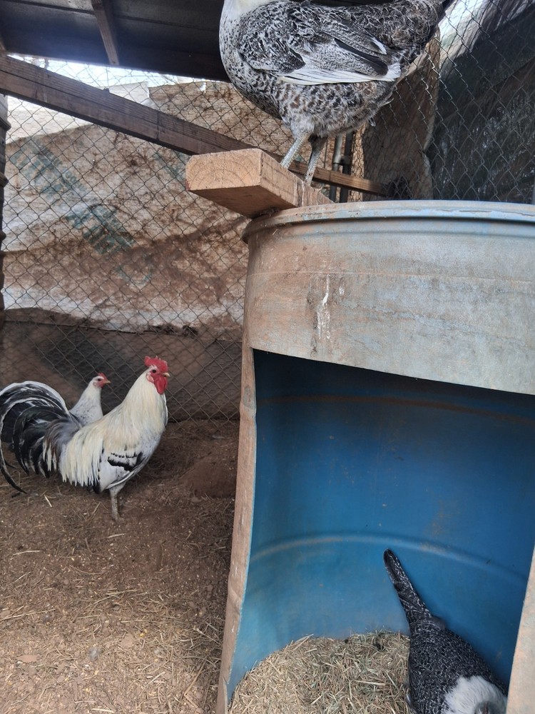 6 +Redmond Pure Hatching Eggs