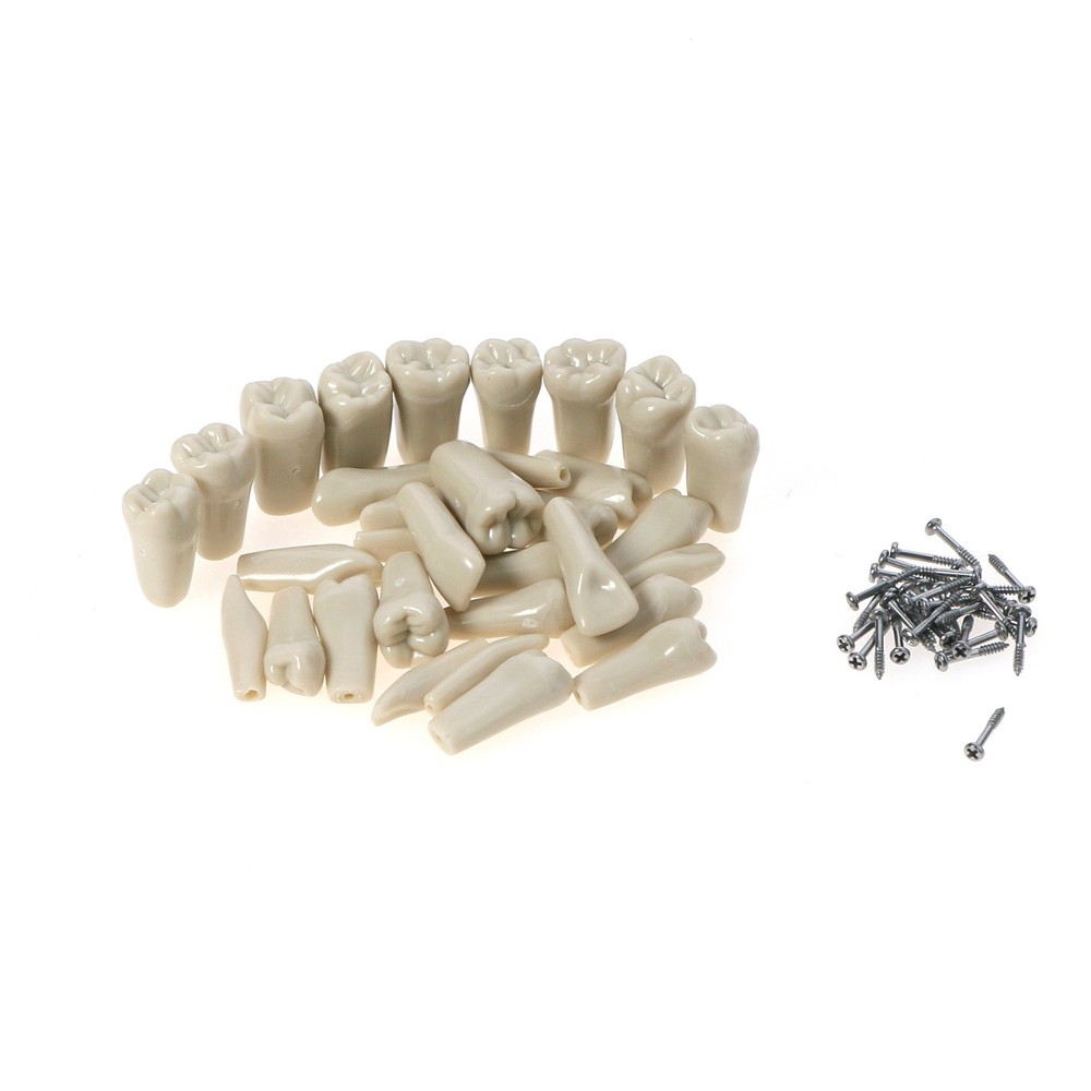 US For Columbia Dentoform 860 Type Dental Typodont Teeth 32Pcs Removable Teeth