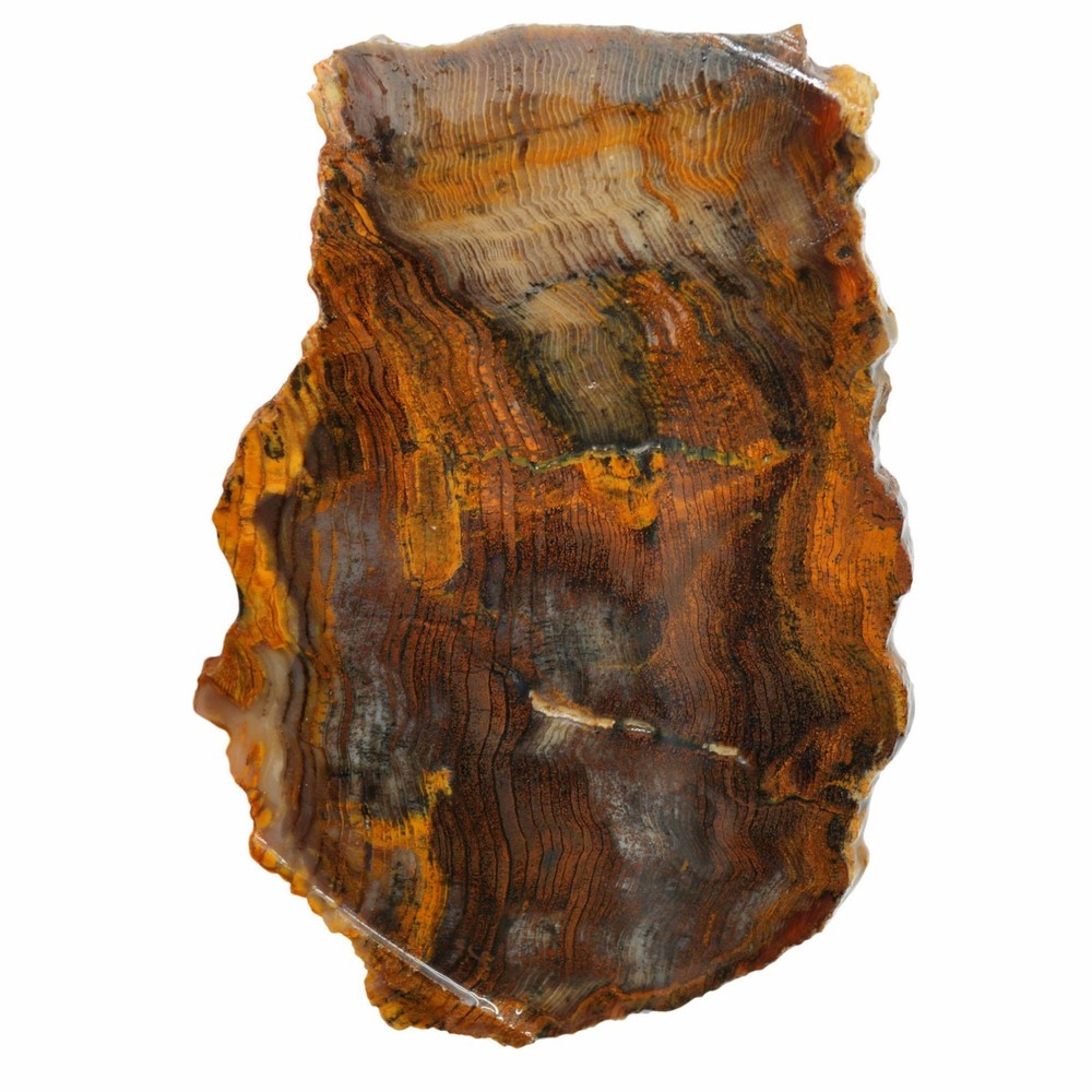 Mystery Petrified Wood Slab - Hematite Herringbone Pattern