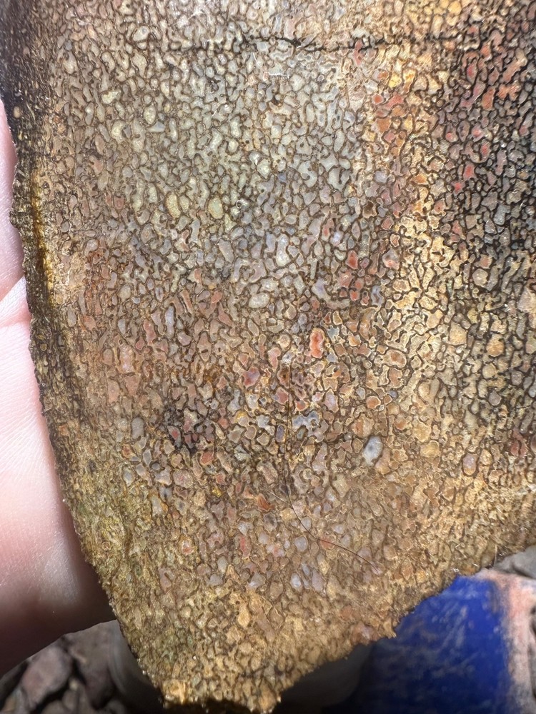 Dinosaur bone rough **hxtled slab.