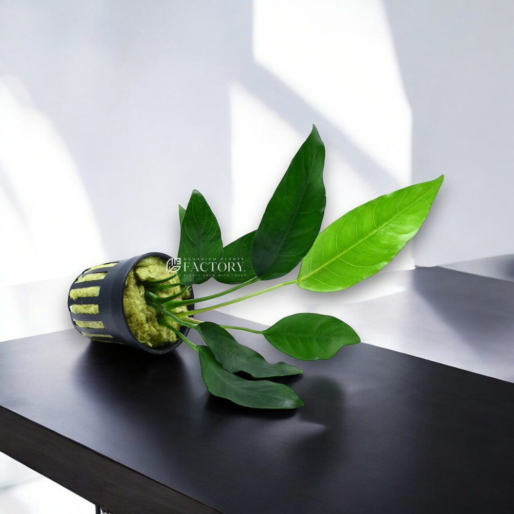 Anubias Barteri 'Short & Sharp'