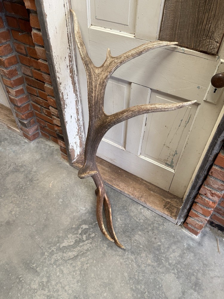Large 7 Pt Elk Shed ~ Antler ~ Decor