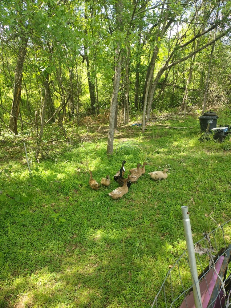 Golden 300 (Duck) Hatching eggs ( One Dozen)