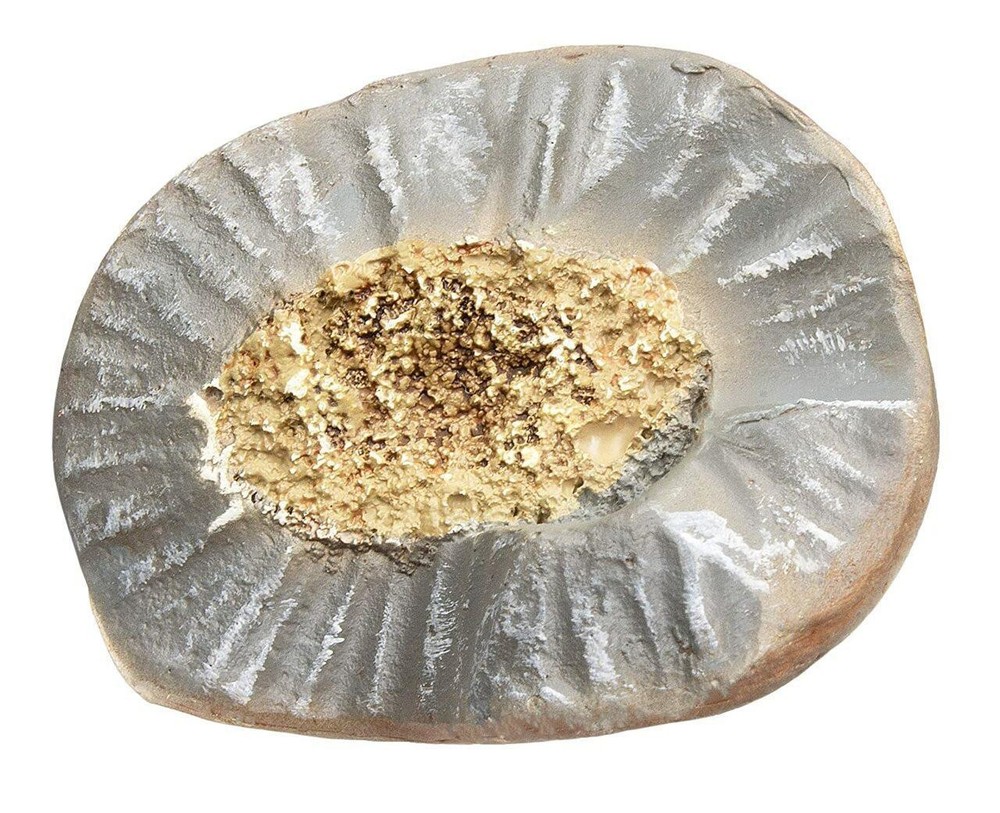 T-Rex Broken Tooth Educational Series Fossil Replica