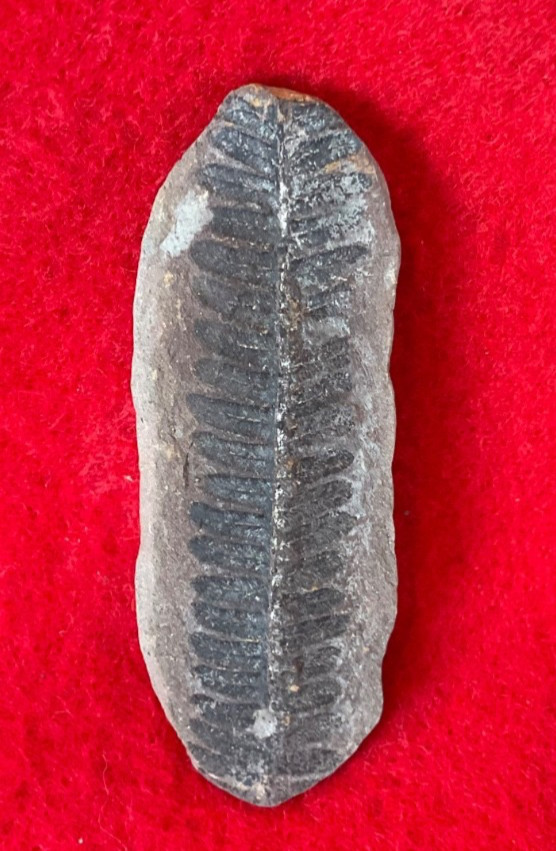 Mazon Creek Fossil Nodule Pair #31
