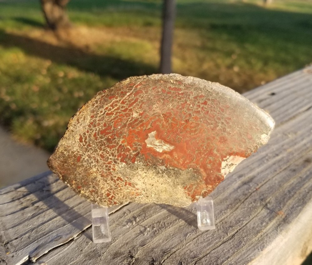 Great Red Deep Cell Agatized Dinosaur Gem Bone Polished Slab Specimen Display