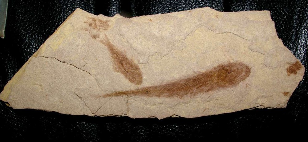 Palaeogadus carpathicus - Very rare fossil fish