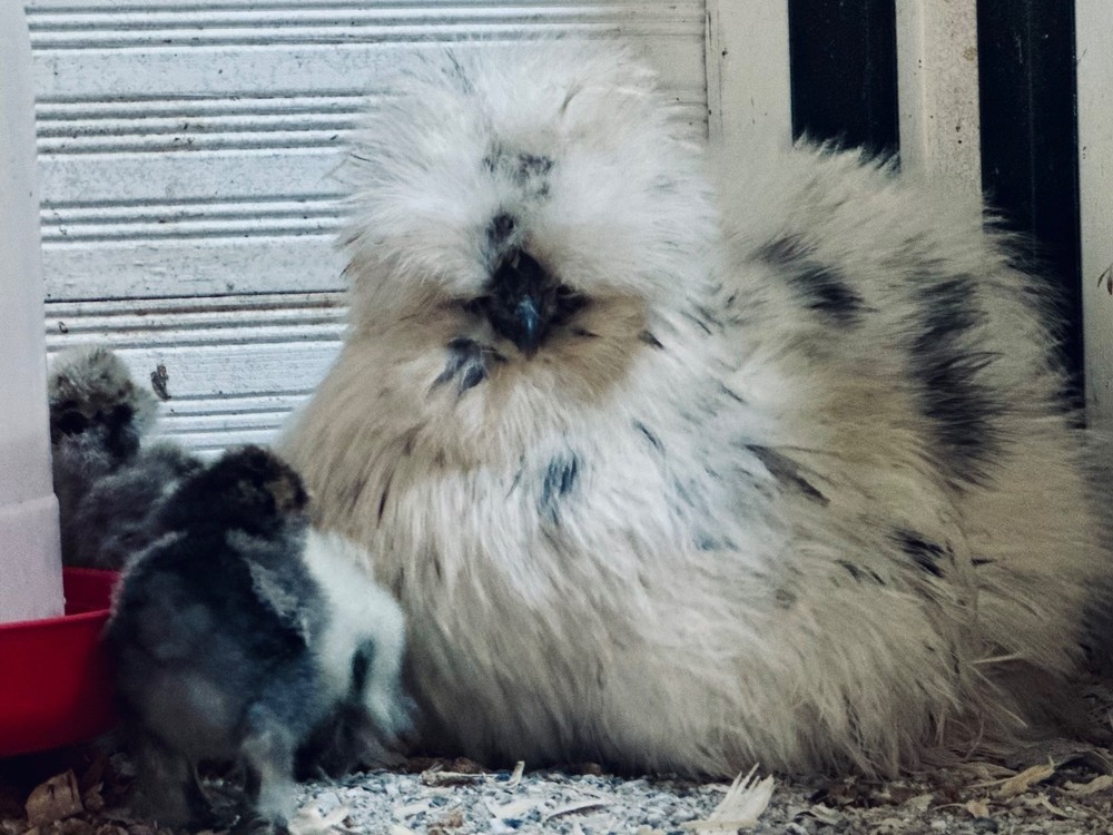 Silkie Hatching Eggs- breeder/show quality