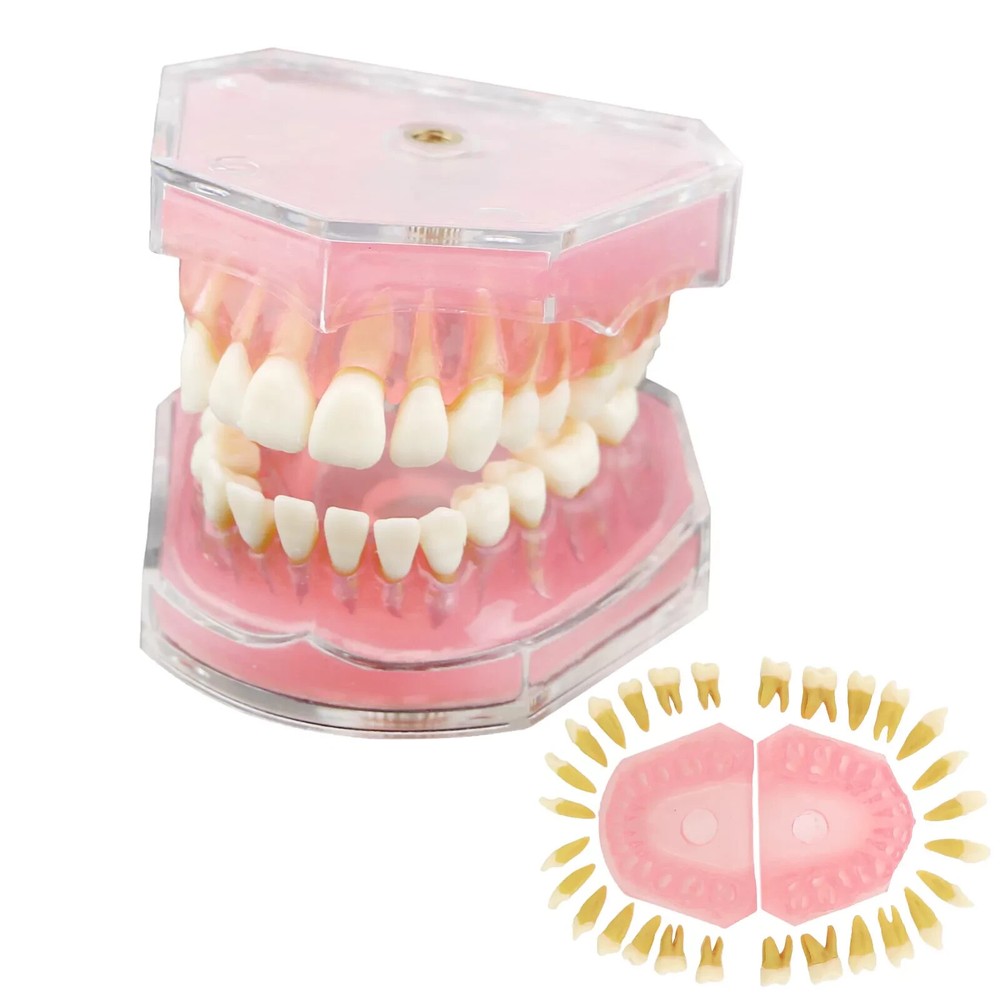 Dental Orthodontic Typodont Plastic Teeth Model 4004 Removable Teeth Standard