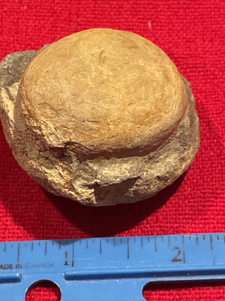 prehistoric Sea animals, Fossilized