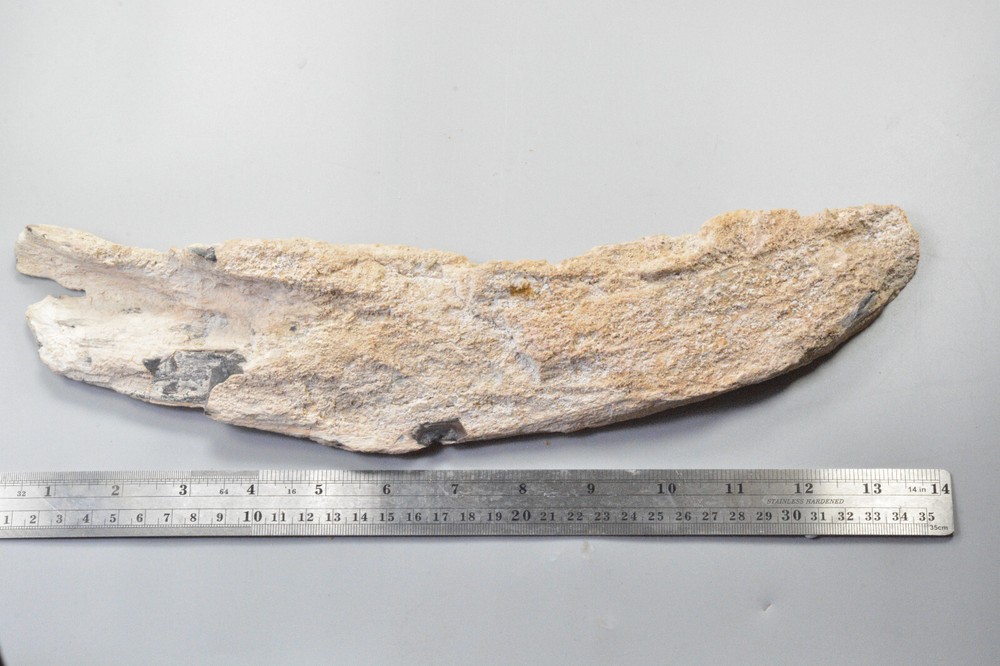 Petrified Wood, Rip Cut, Mcdermitt, Oregon
