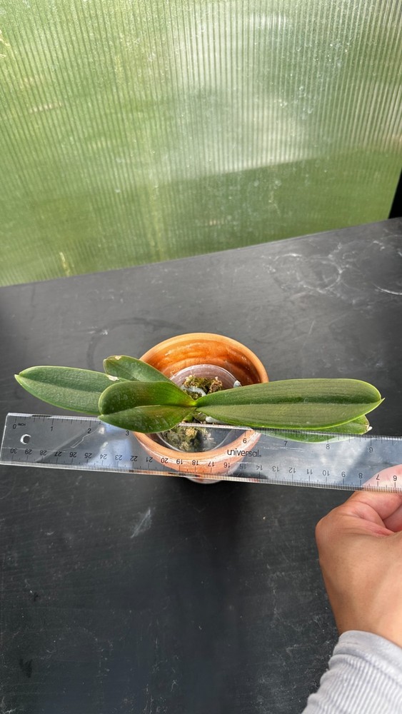 Phalaenopsis OX Little Beauty 2.5"