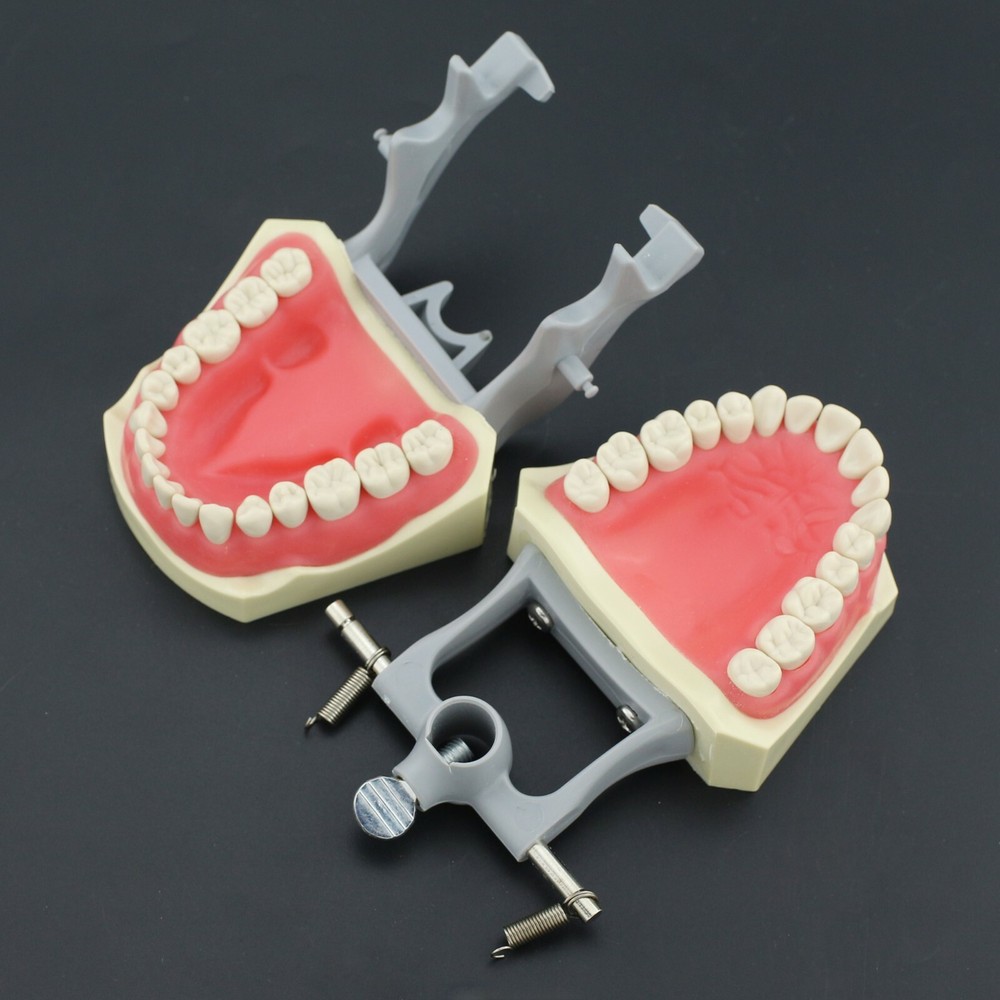 Columbia 860 Type Dental Typodont Teaching Exam Model Removable 32PCS Teeth