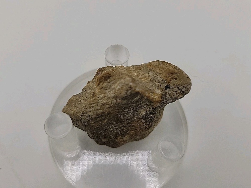 Real Permineralized Lizard 🦎 Egg Fossil