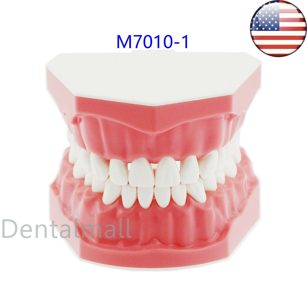 USA Dental Brushing Flossing Practice Teeth Typodonts Model Teaching Studying