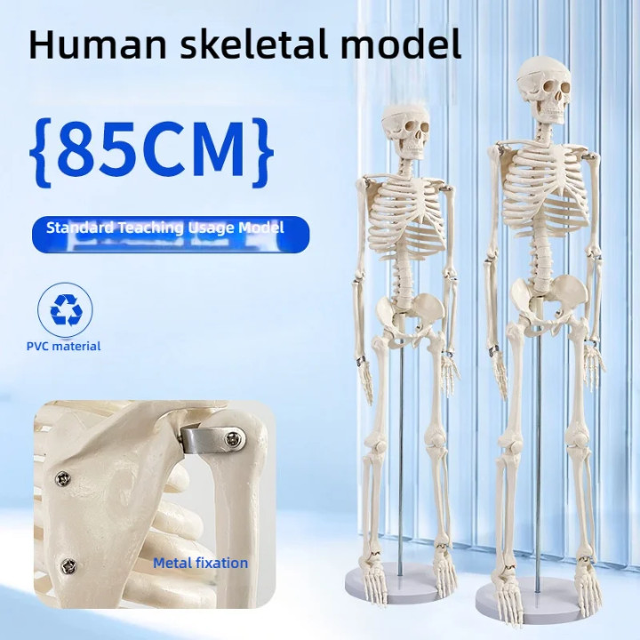 85 Cm Human Anatomical skeleton model