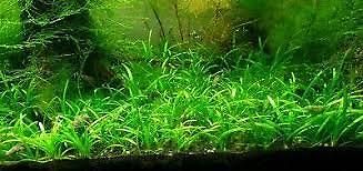 Dwarf Sagittaria (Subulata) Bundle