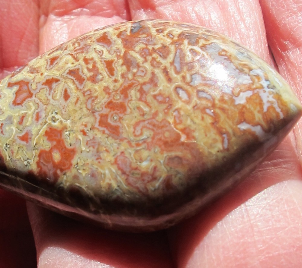 Dinosaur Bone * Large Unique Cabochon - 60 cts.