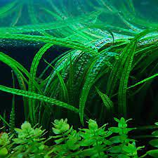 Cryptocoryne Crypt Balansae Large