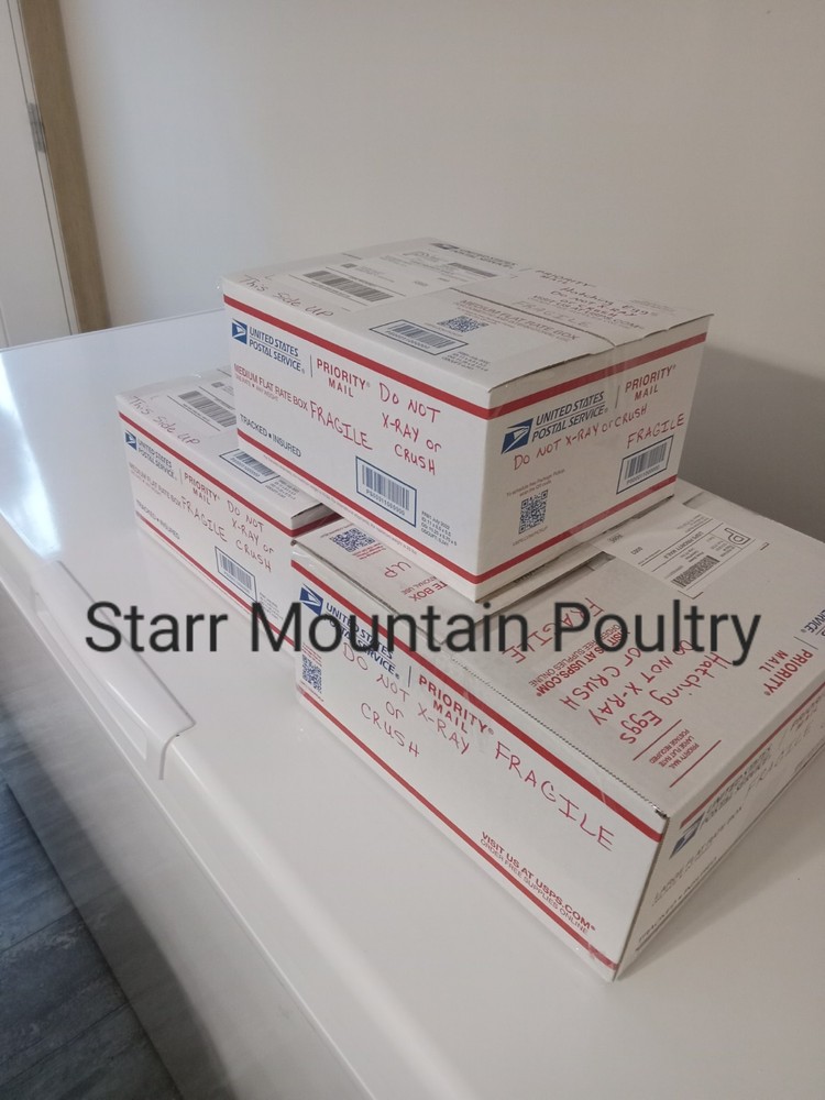 Pre Sale ! Fall Fire Turkey Hatching Eggs