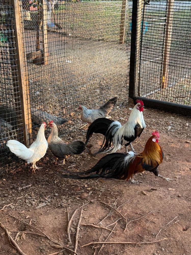6 RARE ONAGADORI LONGTAIL HATCHING EGGS