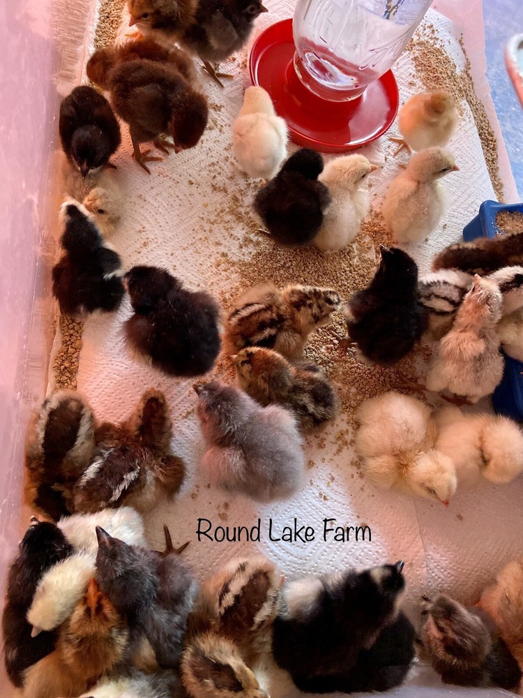 12 Fresh and Fertilized Barnyard Mix Free Range Chicken Hatching Eggs