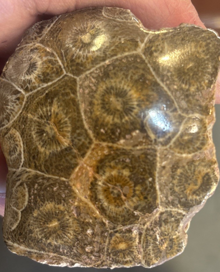 Petrified Coral End Polished