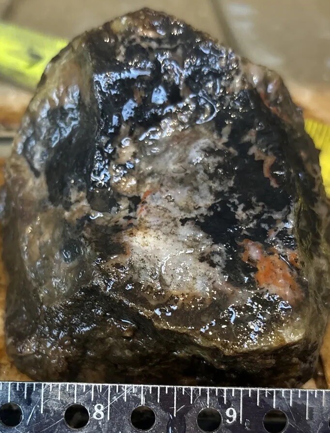 Coprolite fossil