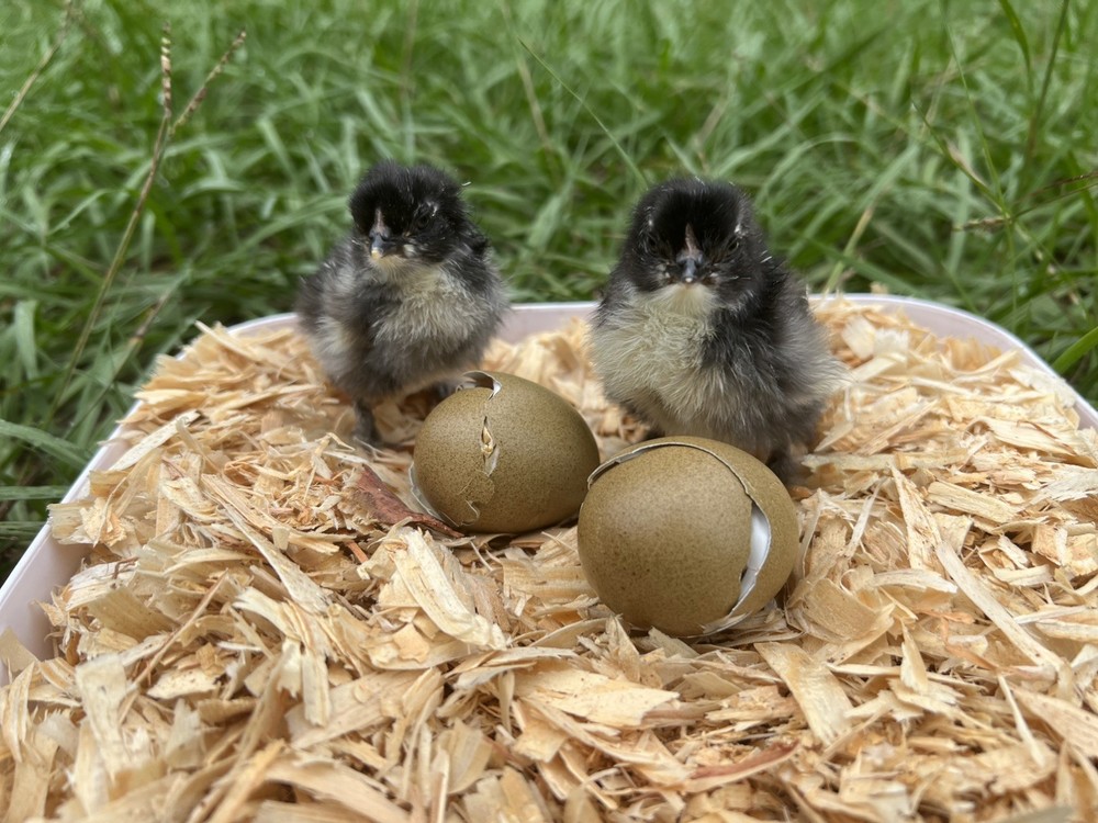 Olive Egger Hatching Eggs 1 dozen (12 + extra)