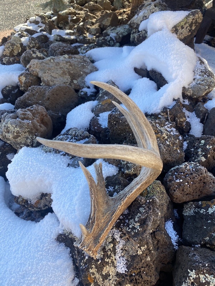 Large Coues Whitetail Deer Shed ~ Antler