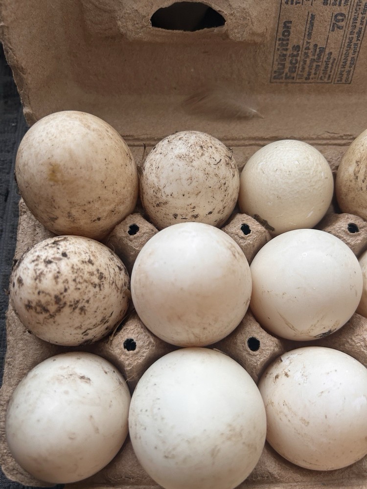 12+ Duck Hatching Eggs Mixed: Pekin, Swedish, Khaki Campbell ￼