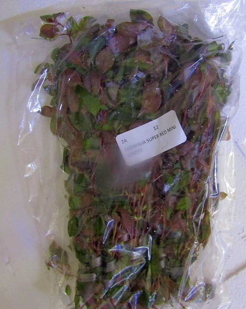 48 bunch plants, over 150 stems