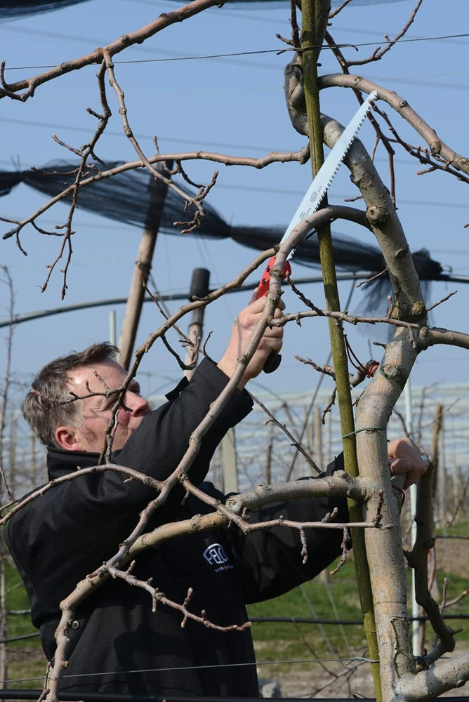 611 Pruning Saw – Straight Pull-Stroke Saw for Tree Trimming & Forestry | Tree B