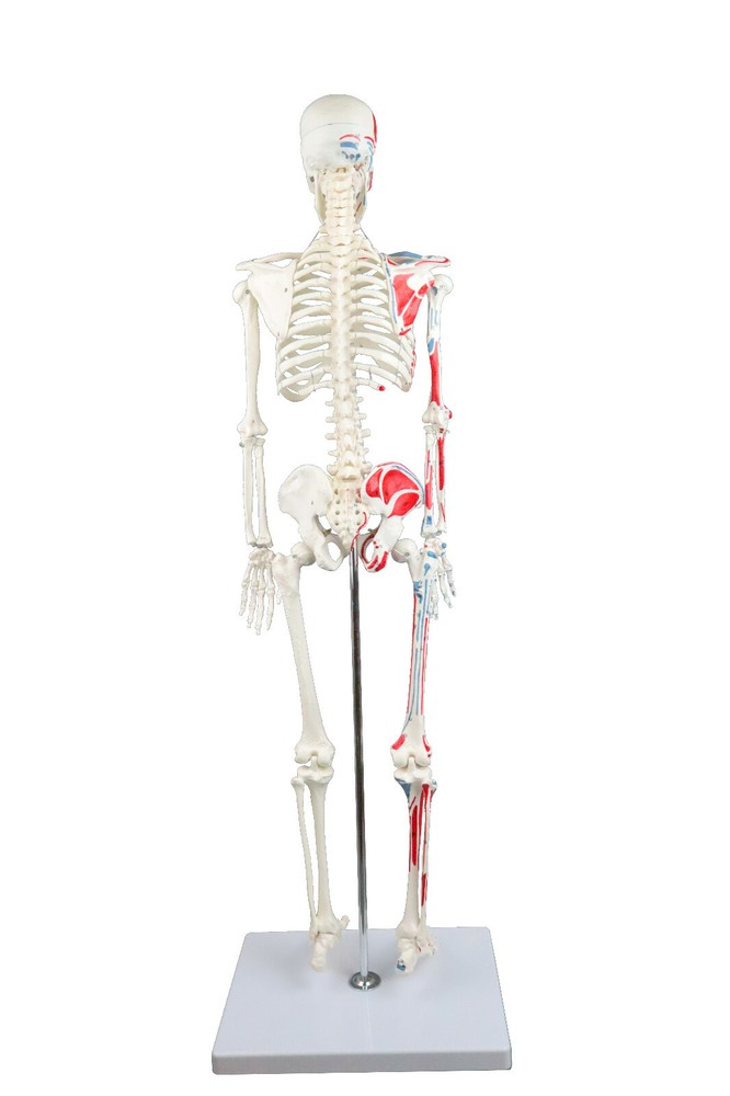 Vision Scientific Half Size Human Skeleton- 33” (84cm) with Muscles