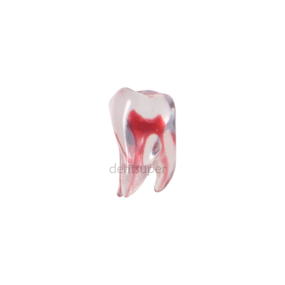 RCT 3D Print Dental Blocks Files Practice Block Endo Training Model Replicas