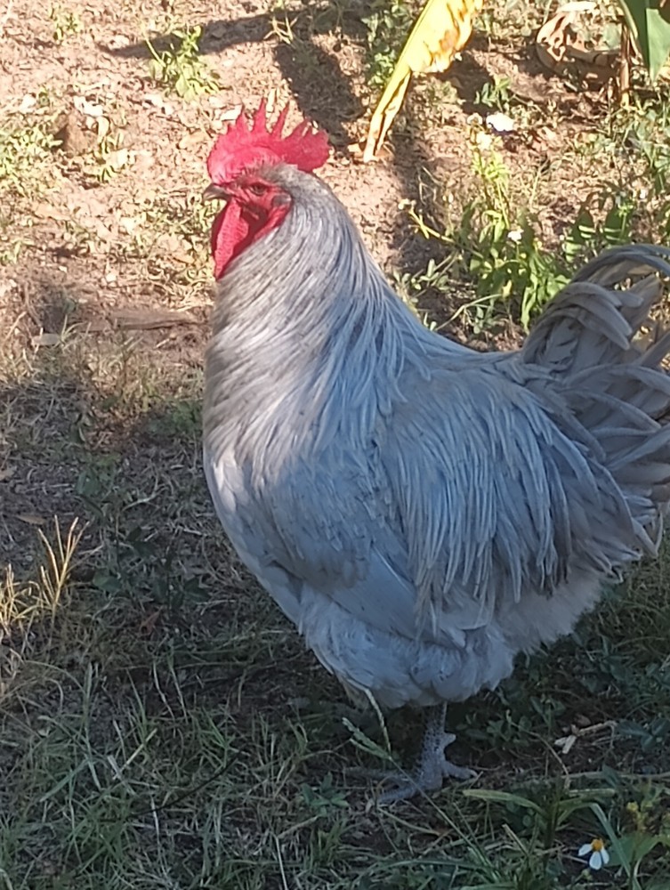 **RARE**(6) Lavender Orpington Hatching Eggs