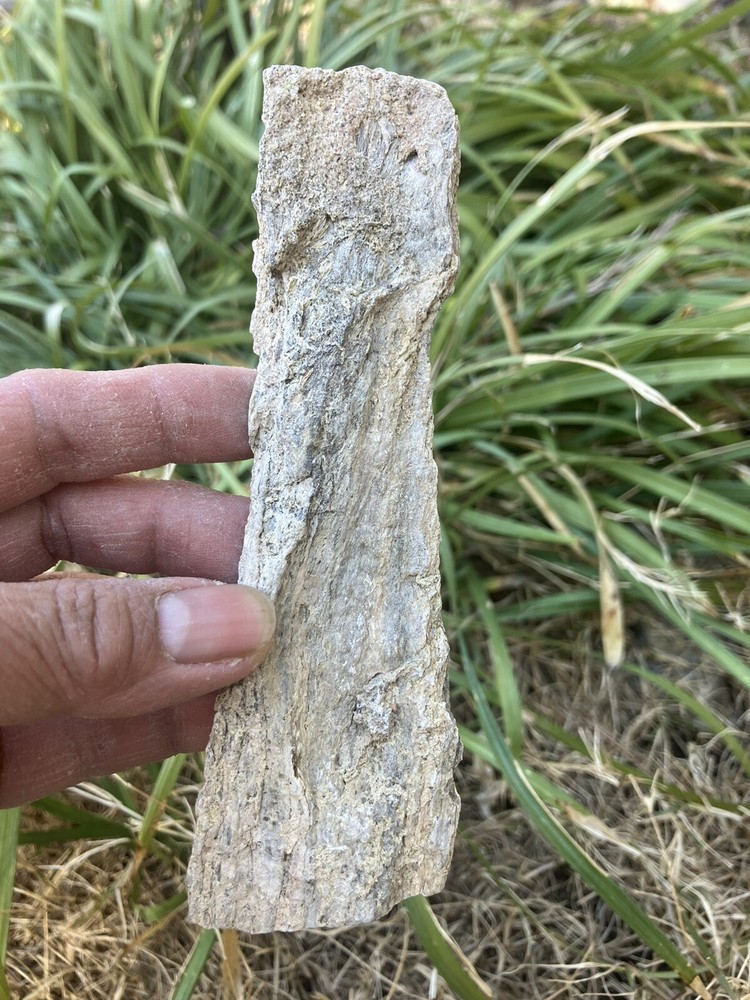 Petrified Wood (NM), Fluorescent Under UV Light
