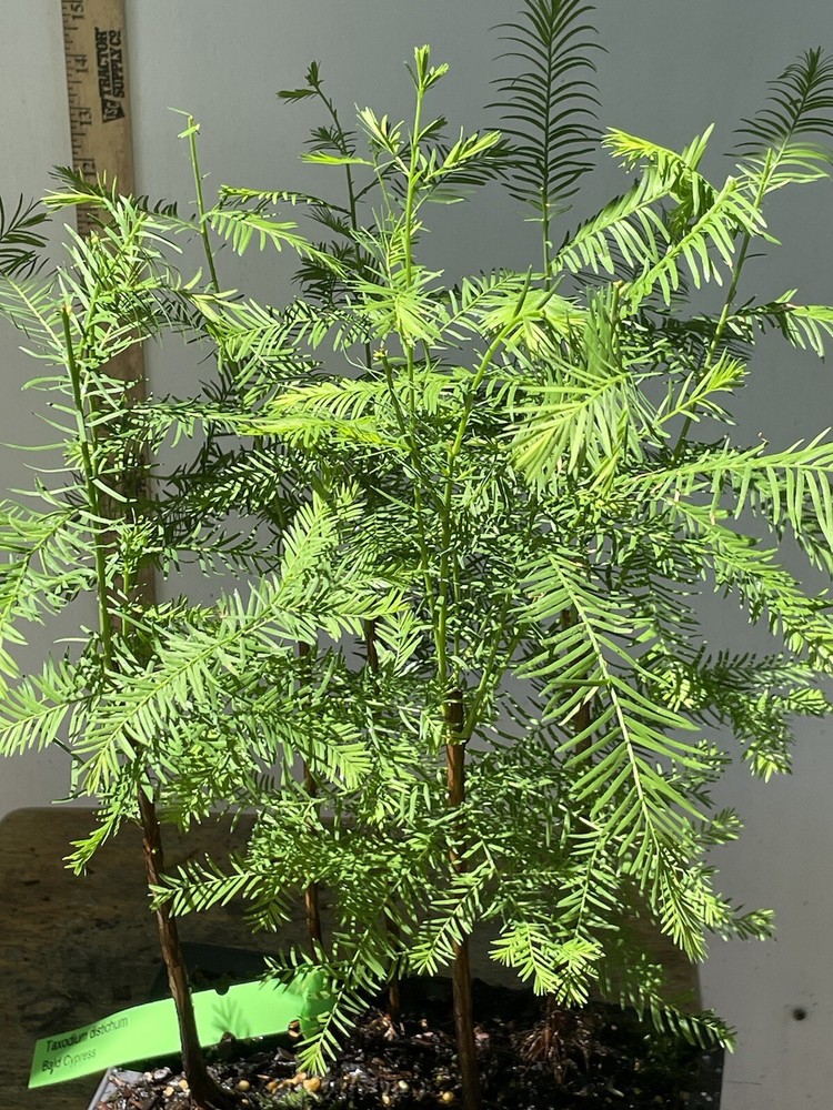5 Tree Bald Cypress - Forest Bonsai