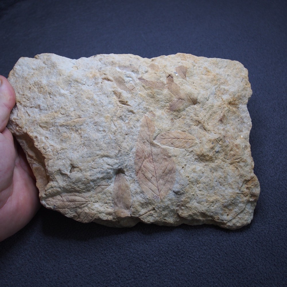 LARGE Czech Fossils Subtropical Tree Plant Tertiary Eocene