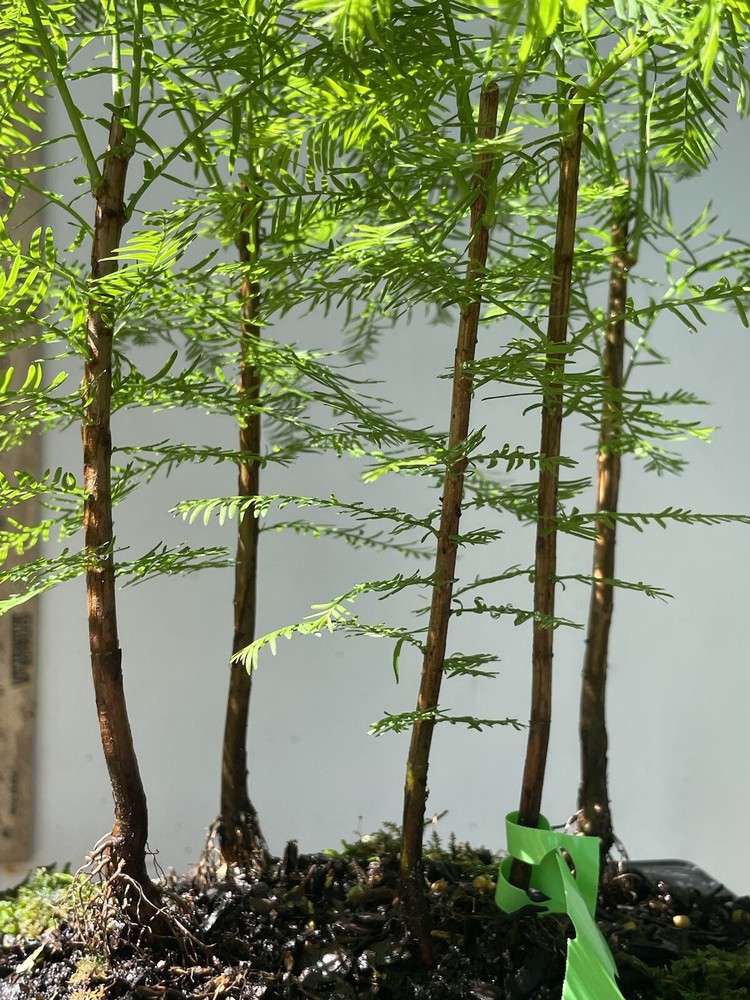 5 Tree Bald Cypress - Forest Bonsai