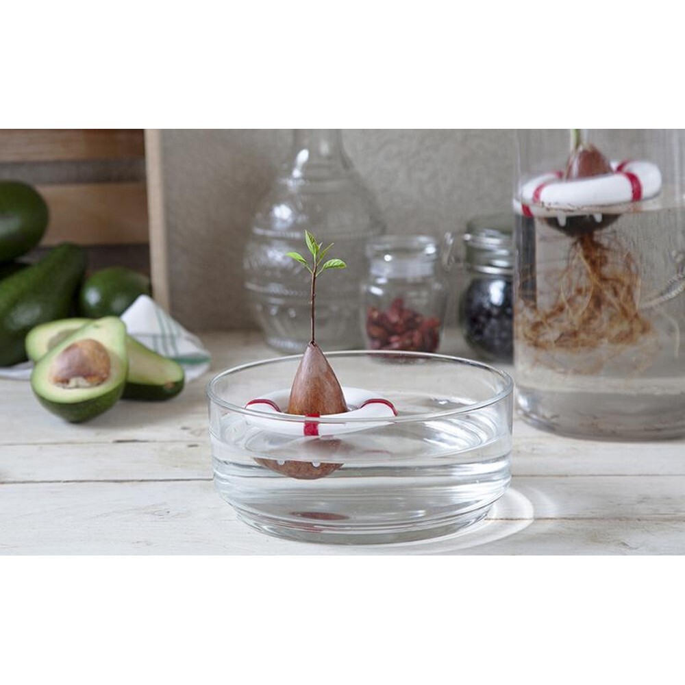 NEW Peleg Design Seed Guard Seed Growing Device