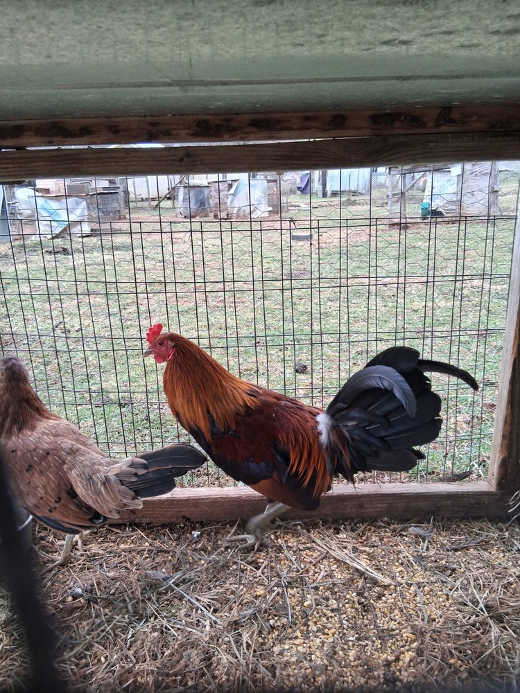 12 McLean Pure Hatching Eggs