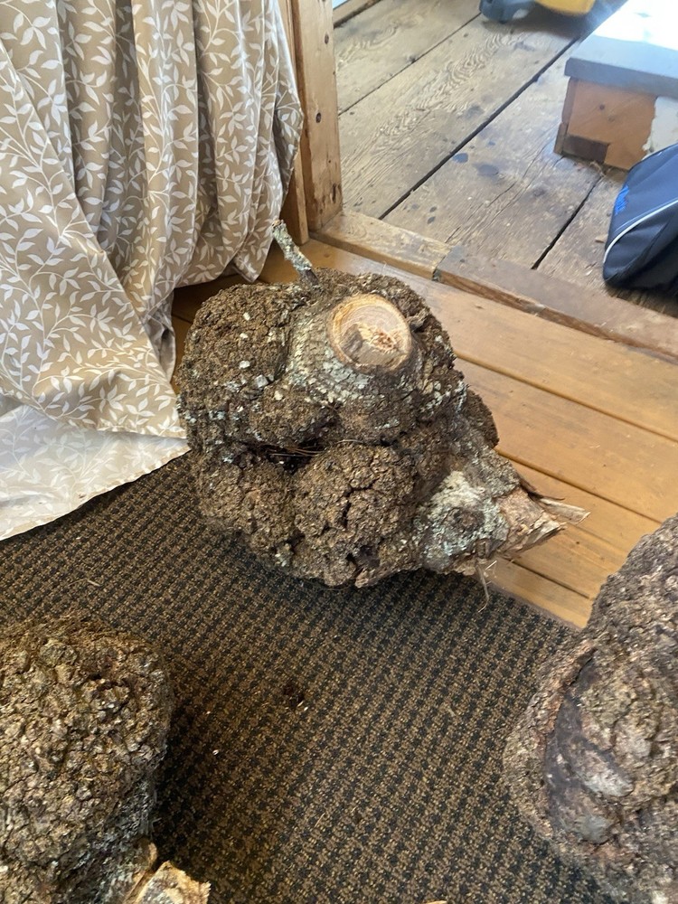10 ELM BURLS Small To Large Sized