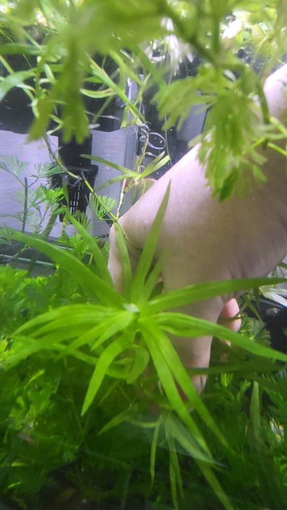*New*Aquatic Plant Pack (Low Tech)