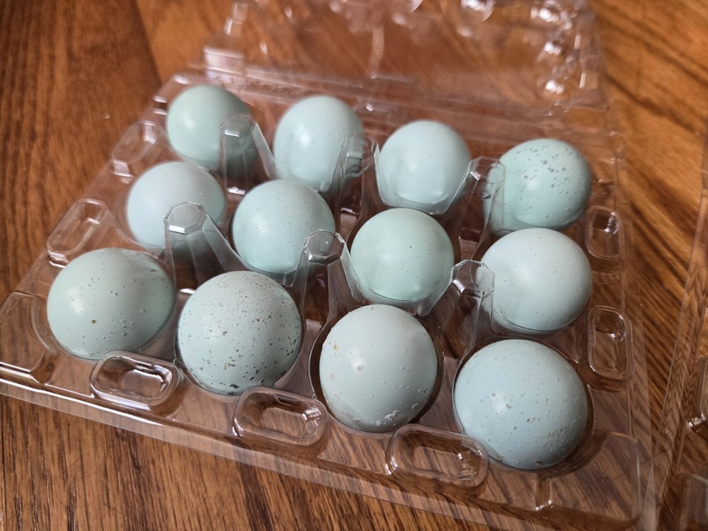 54 Celadon Coturnix Quail Hatching Eggs, True Blue
