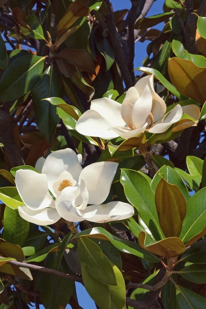 2 Southern  Magnolia Tree Bare-root /Magnolia grandiflora