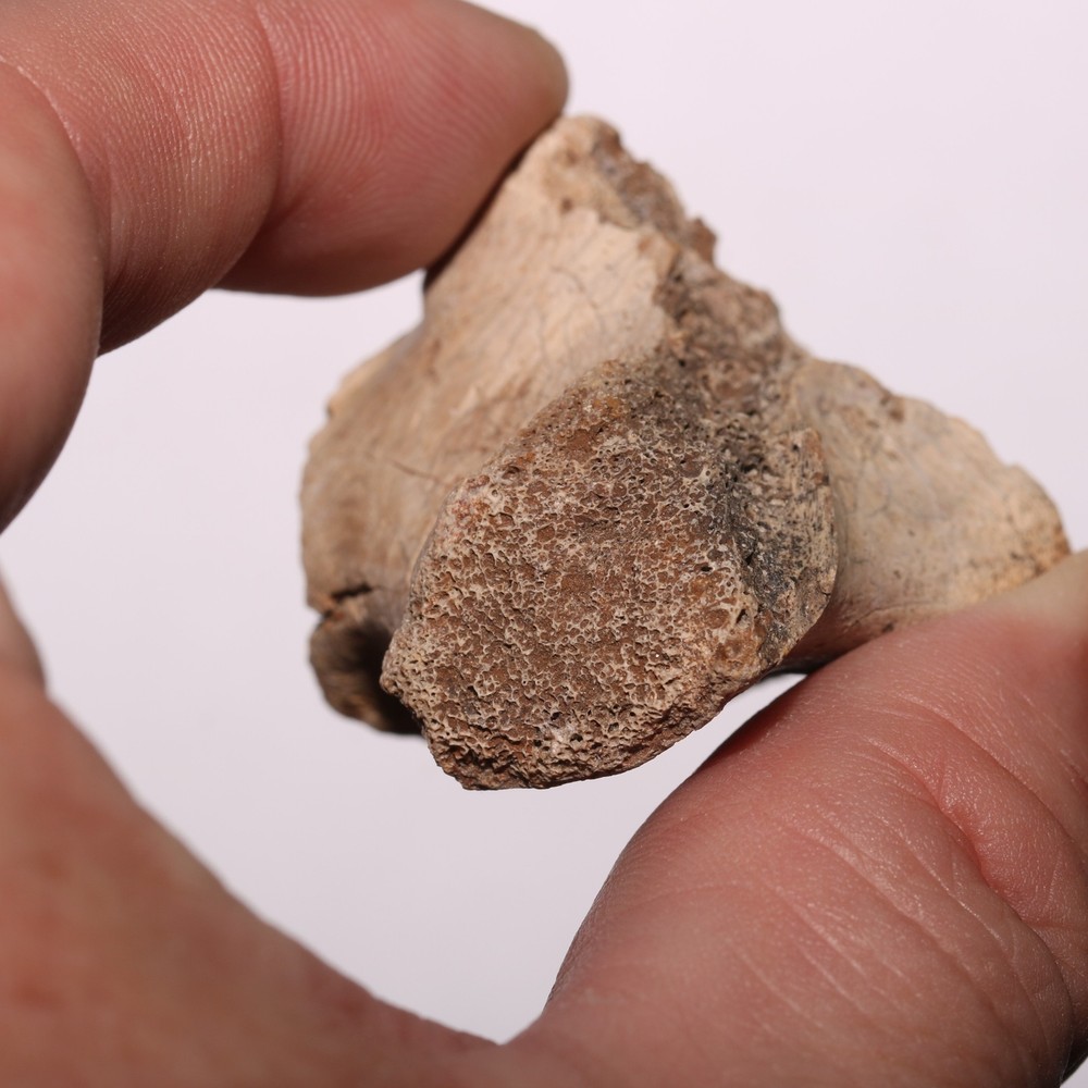 Vertebra Process - Dinosaur Fossil Authentic Cretaceous Hell Creek Formation