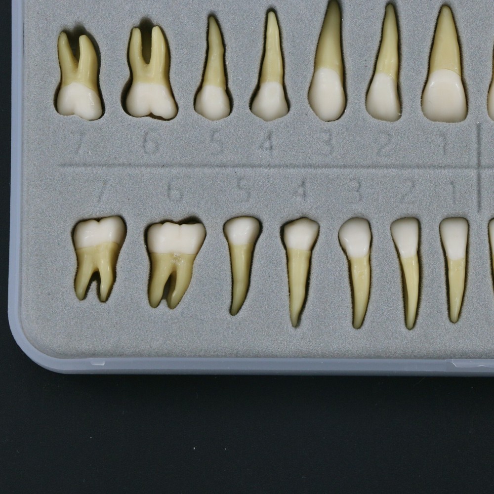 Dental 28Pcs 1:1 Permanent Teeth Demonstration Teach Study Model Tooth M7021